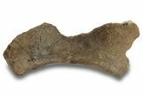 Triceratops Sternal Bone - Dawson County, Montana #265325-1